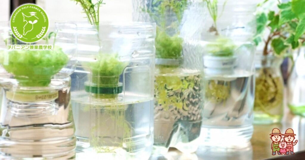 水耕栽培キットの作り方 〜ノウハウまで〜