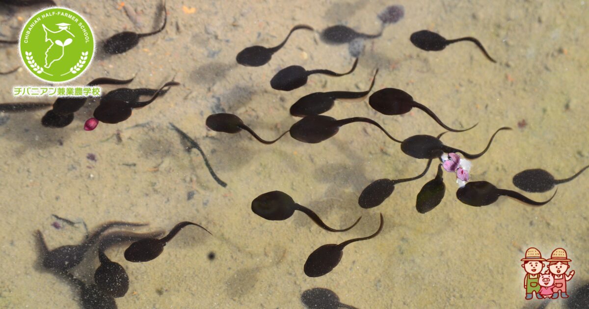 オタマジャクシの飼い方とは？初心者向けガイド！