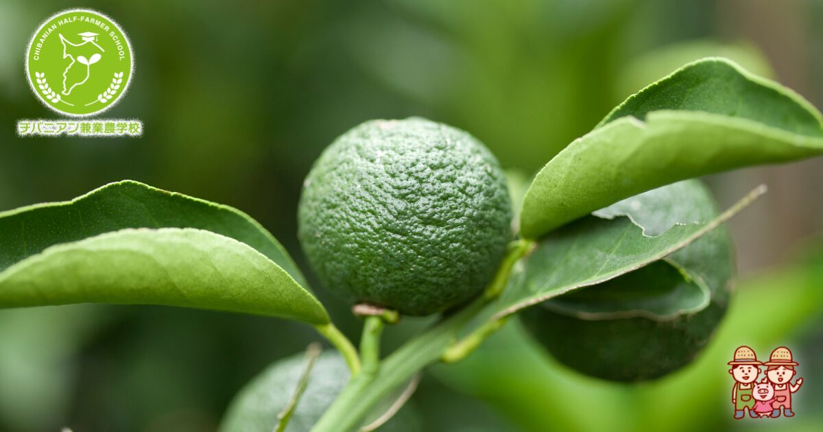 青い柚子も食べられるのか知ってお得な情報