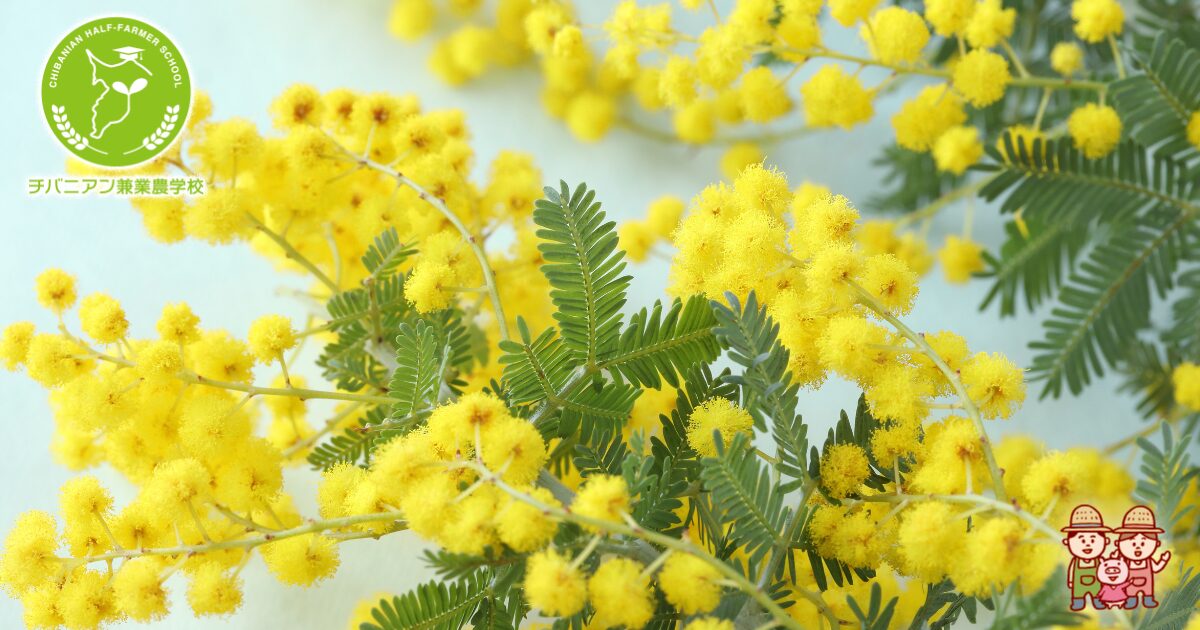 ミモザを家庭菜園で育てる魅力と始め方の完全解説