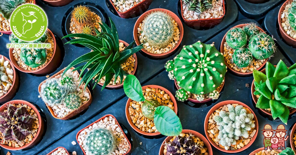 ピザールプランツ✨️奇想天外✨️ 20240814_9.jpg