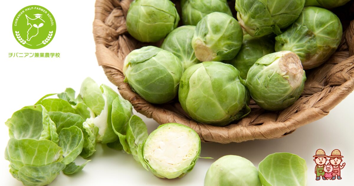 芽キャベツ家庭菜園で成功するための土作りと育成ガイド