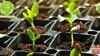 種まき　セルトレイ 20240829_2-320x180.jpg