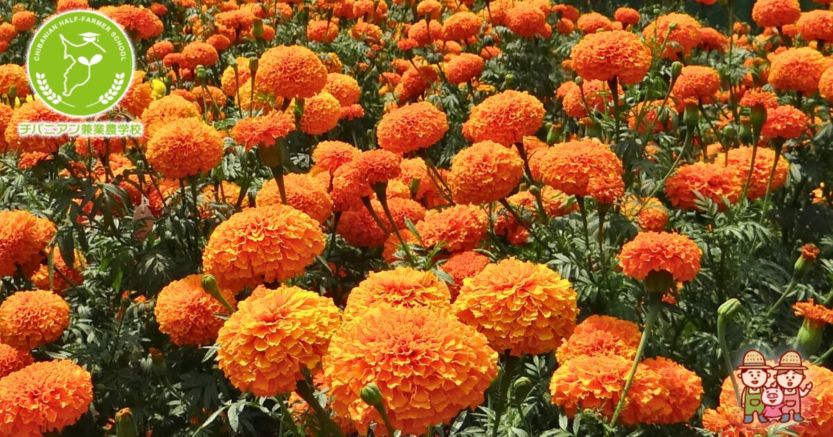 オレンジフレンチマリーゴールドの種(自然栽培) 【公式通販】