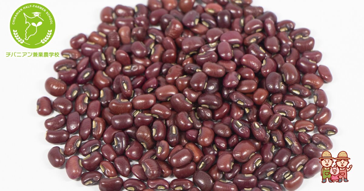 初心者でも簡単！ささげ豆の栽培ガイド