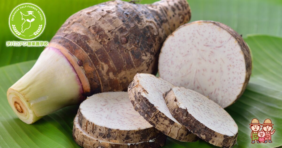 タロ芋の魅力とレシピ大全集