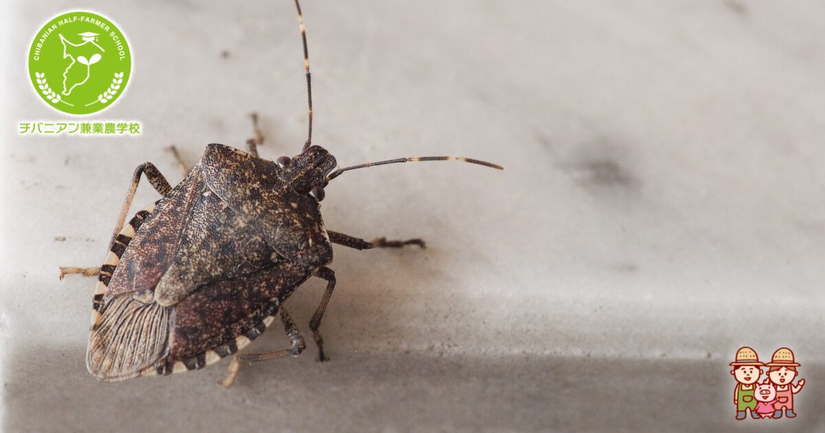 カメムシ害虫問題の解決策！効果的な駆除方法！