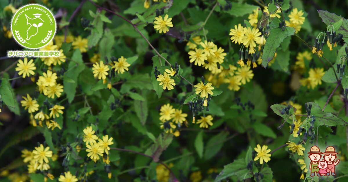 入手困難】薬用植物栽培全科 生物資源開発学科 | 東京農業大学