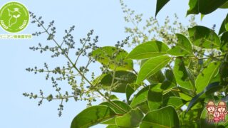 確認用 トウネズミモチ 27122024-320x180.jpg