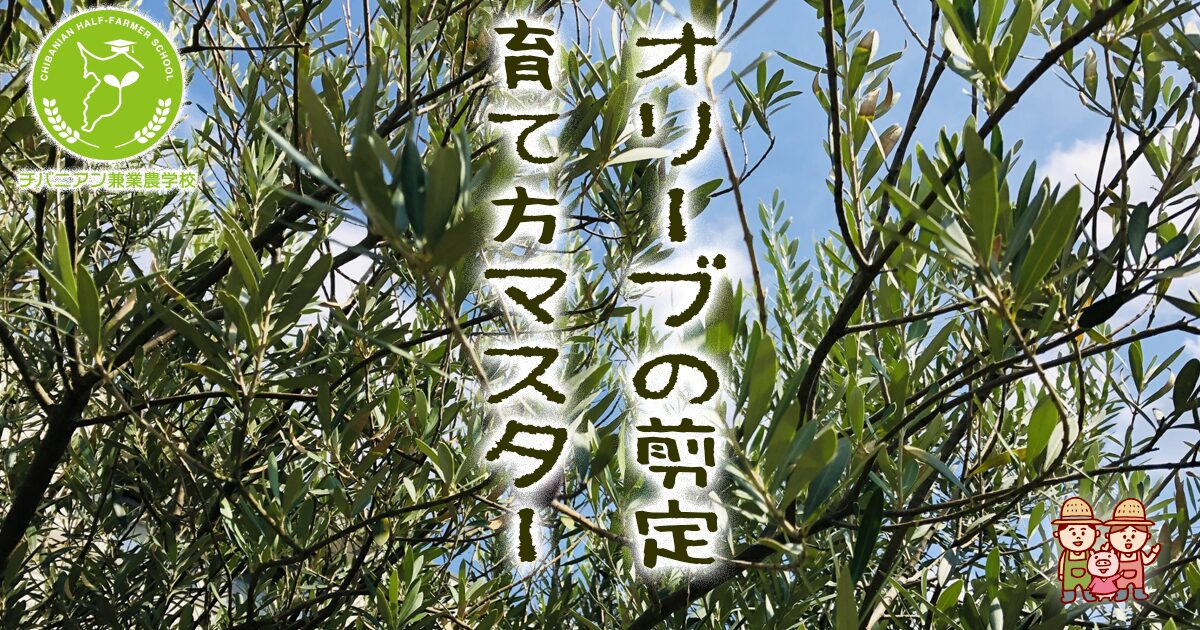 新規】オリーブの木11月に取りに来れる方