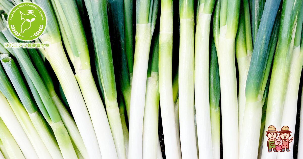 下仁田ねぎの魅力と美味しい秘密