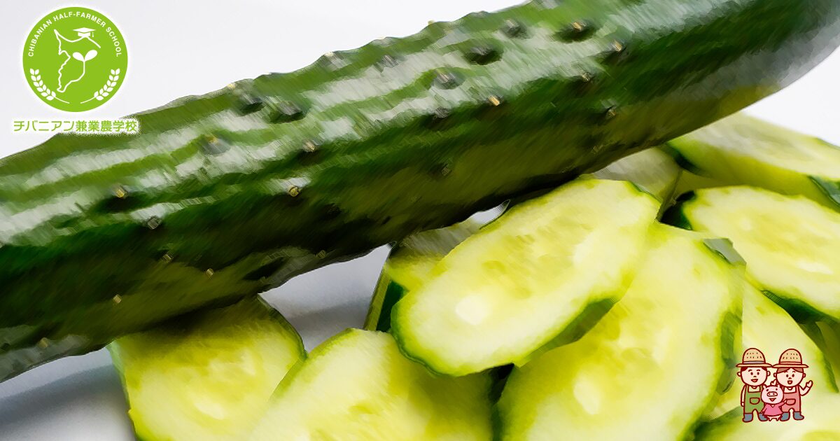 家庭で成功するハウスきゅうり栽培