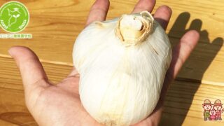 ジャンボにんにく栽培-こうして育てる