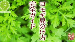 c.よもぎ ヨモギ見分け方完全ガイド