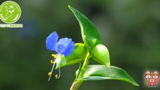 ツユクサ雑草除去の秘訣と育て方