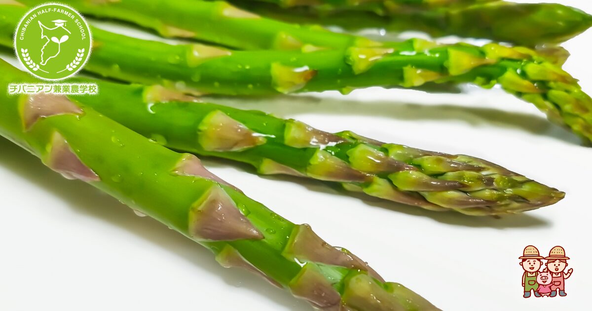 アスパラガス栽培成功の秘訣！ 