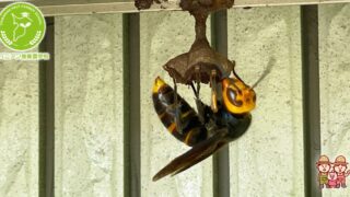 すずめばちの種類を徹底解説