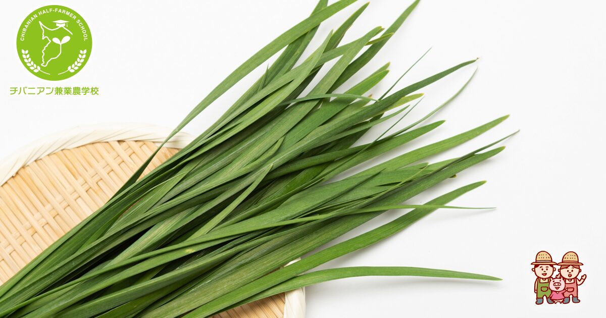 ニラ様専用5点 あまく 