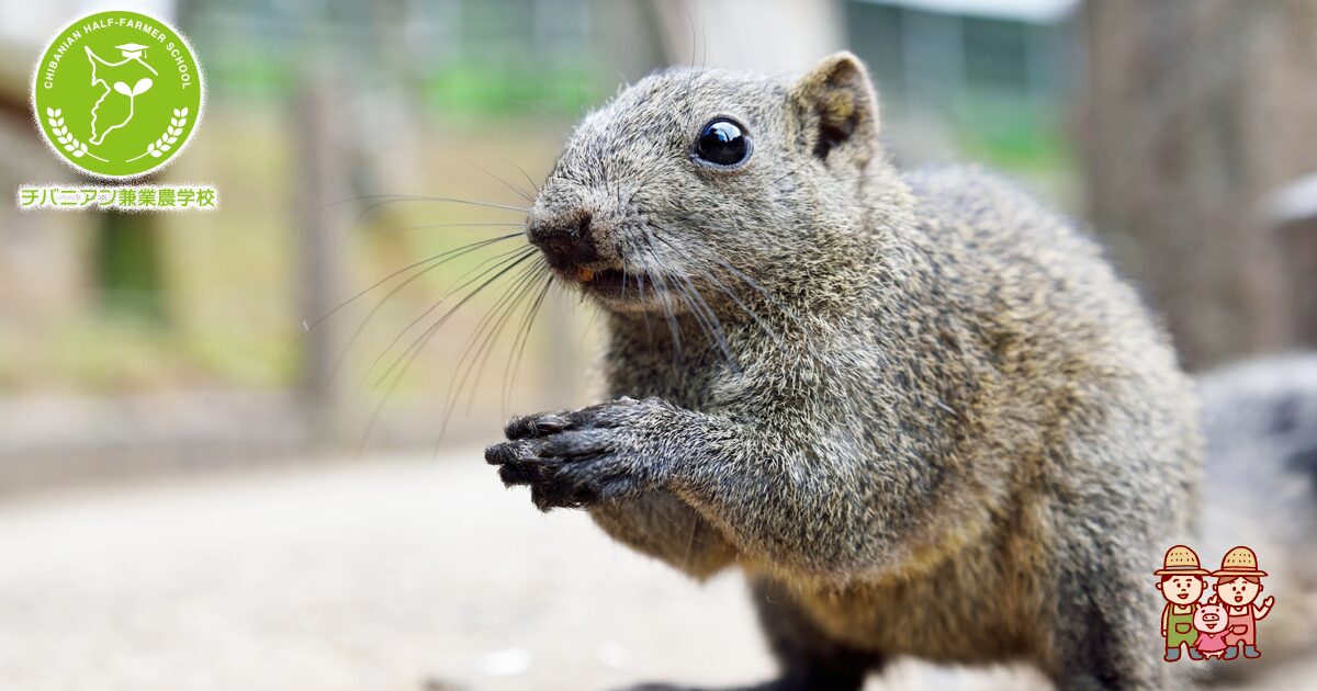 台湾リスの獣害対策とは？知っておくべき情報集