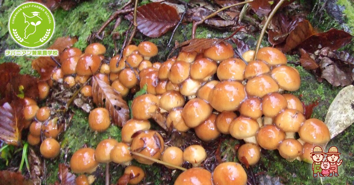 原木なめこ 10kg 原木なめこ