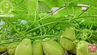 ハヤトウリの魅力満載！旬の楽しみ方ガイド