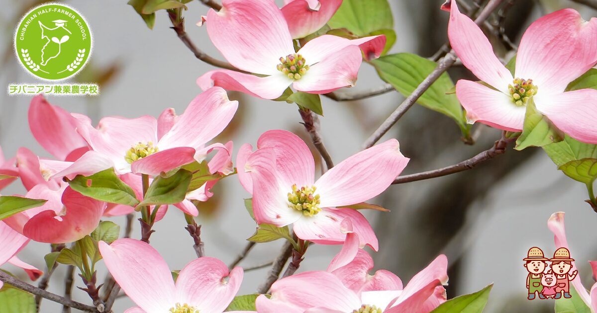 ハナミズキ様専用 ハナミズキ様専用 hanamizuki⭐様専用 ハナミズキ様専用