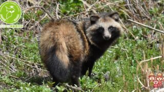 たぬきの不思議！科目から生態まで一挙公開