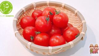 手軽に始めるプチトマトプランターガイド | チバニアン兼業農家学校