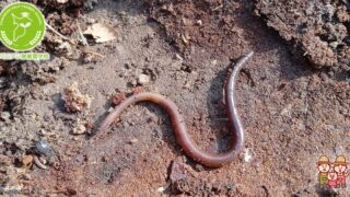 ミミズを活用した有機農業のメリットと成功の秘訣