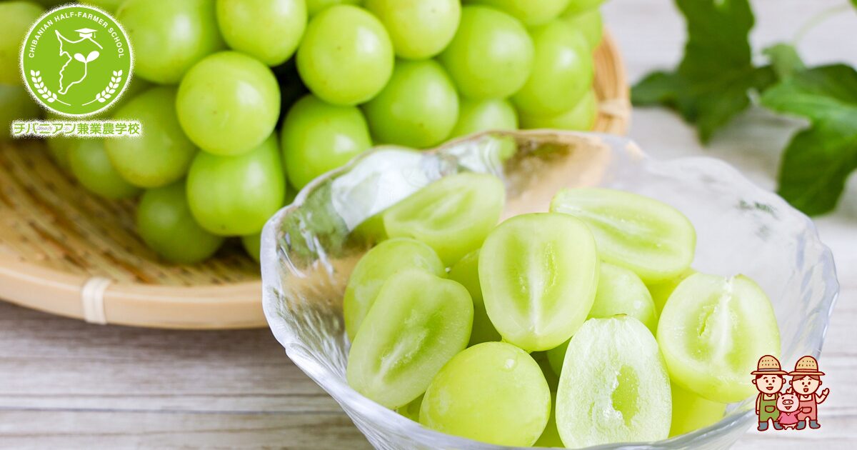 海外限定　シャインマスカット味 海外限定 シャインマスカット味 【公式通販】