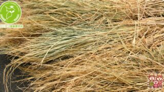 稲わら活用術！農業からライフスタイルまで