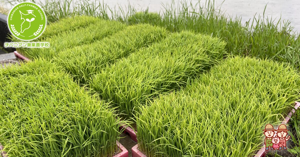 苗箱利用術！10アールあたりで成果を上げる方法