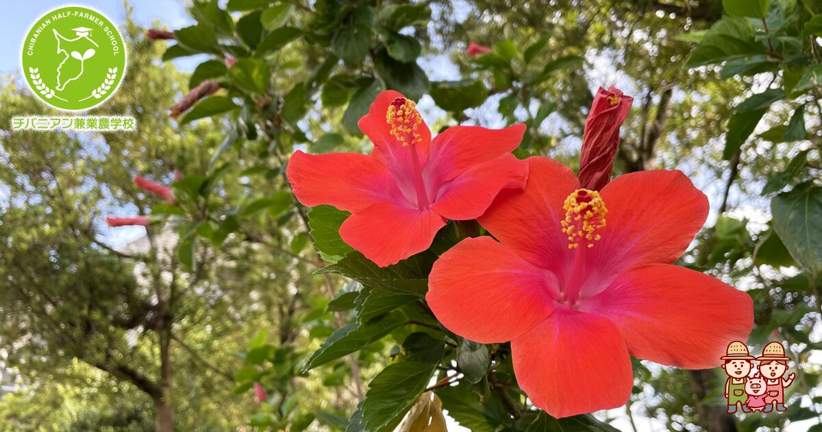 ハイビスカスの秘密と魅力を解き明かす