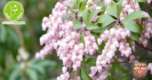 アセビの花とは？種類と育て方の完全ガイド！