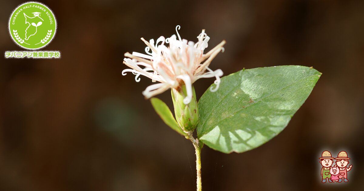 コウヤボウキ　お茶華　＊花終わり種があがってきております コウヤボウキ お茶華 ＊花終わり種があがってきております 旬の花