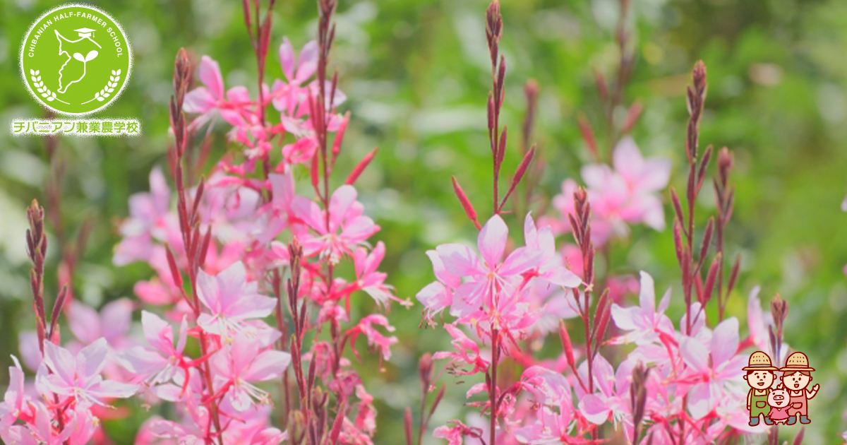 ガウラ　ピンク　10株　まとめ購入希望の方どうぞ♪ ガウラ ピンク 10株 まとめ購入希望の方どうぞ♪ ガウラ ピンク色 2株